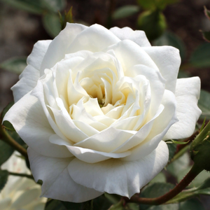 Bianco - trandafiri - www.pharmarosa.ro